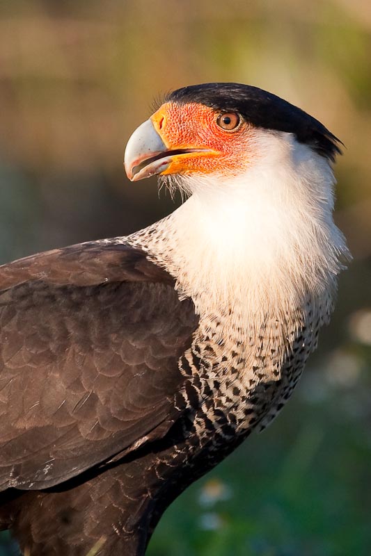 Florida's Crested Caracaras - Points In Focus Photography